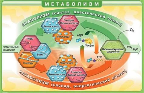 Взаимосвязь между потреблением мучного и происходящими химическими реакциями в организме