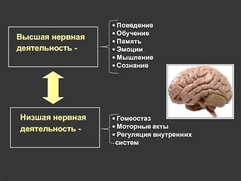 Взаимосвязь нервной системы и психики