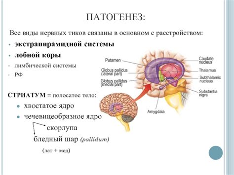 Виды нервных тиков