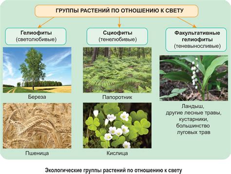 Виды растительности, способствующие появлению арчвинга