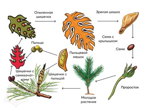 Виды репродукции семенных растений