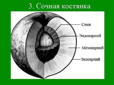 Визуальный анализ формы сочного плода