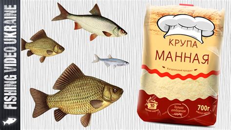 Вкусная манка для рыбалки: простой и быстрый способ приготовления