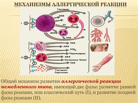 Влияние аллергической реакции на конъюнктиву глаза