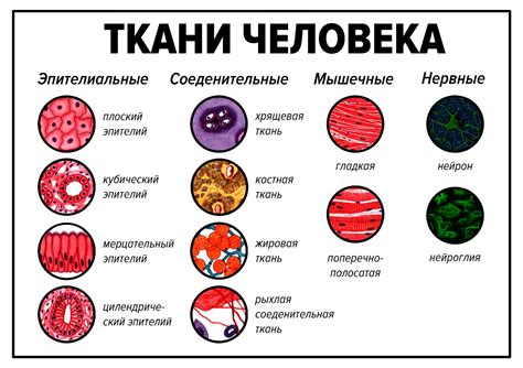 Влияние аммиака на различные типы тканей во время стирки: основные аспекты