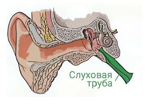 Влияние влаги на проток слуховой трубы и затруднение ее удаления