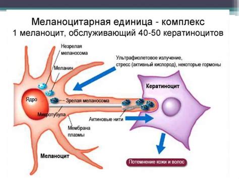 Влияние внешних факторов на состояние кожи