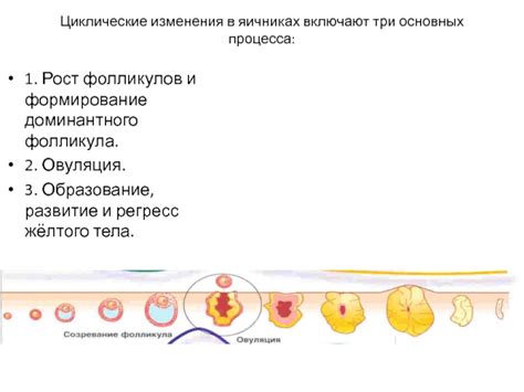 Влияние возрастных изменений на формирование доминантного фолликула