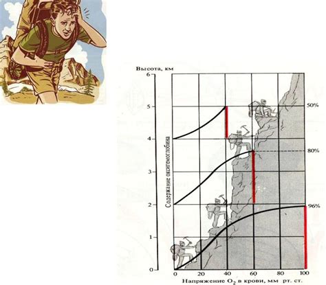 Влияние высоты над уровнем моря на содержание кислорода в организме человека