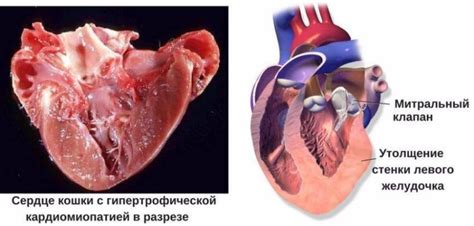 Влияние генетических факторов на процесс линьки у кошек