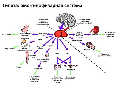 Влияние гормона, связывающего половые гормоны, на риск развития определенных заболеваний