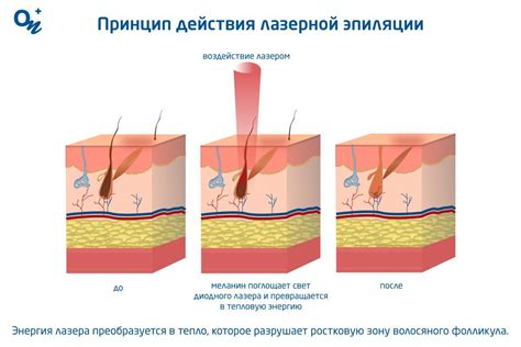 Влияние гормональных изменений на плотность волос: существенный фактор в восстановлении и укреплении волос