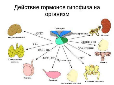 Влияние гормонов на обменные процессы