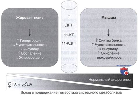 Влияние гормонов на обмен веществ и жировую ткань