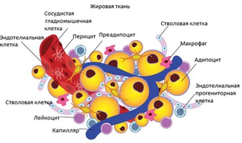 Влияние избыточной жировой ткани на состояние внутренней части коленей и ее возможные причины