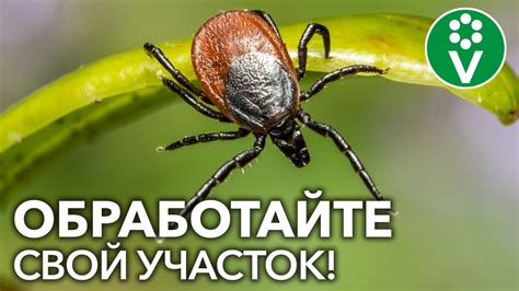 Влияние клещей на состояние здоровья животных: угроза незаметного опасного паразита