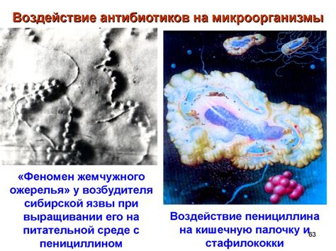 Влияние микроорганизмов на качество воды и методы борьбы с ними