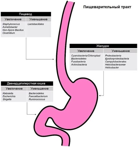 Влияние микроорганизмов на функционирование желудочно-кишечного тракта