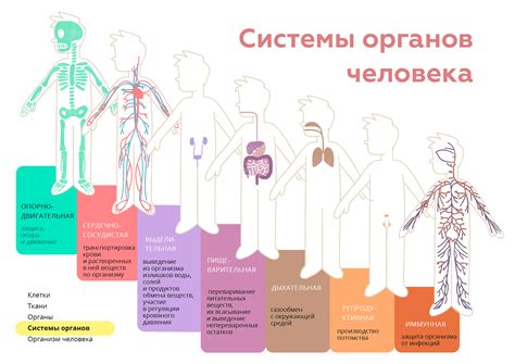 Влияние накопления мрачных образов в респираторной системе на функционирование организма