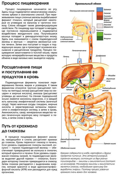 Влияние на пищеварительную систему и мышцы