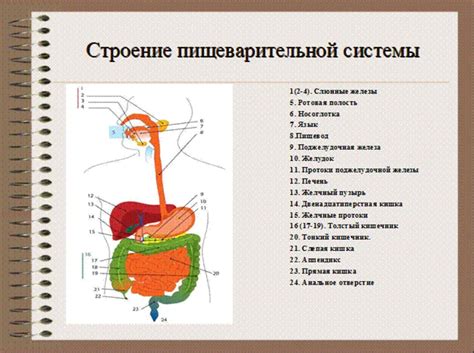 Влияние недостатка активности фермента на функционирование органов пищеварения