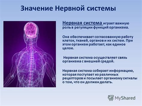 Влияние нервной системы на функционирование организма: сущность и роль