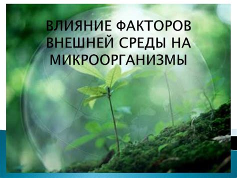 Влияние окружающей среды на питание ежей