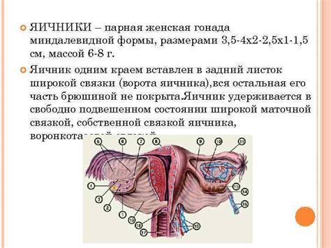 Влияние онлайн моделирования на процесс половой эмансипации у женщин