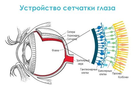 Влияние освещения на восприятие цвета глазом