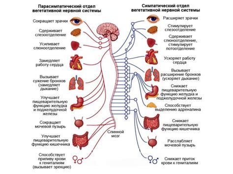 Влияние открытий на понимание нервной системы организмов