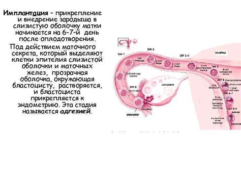 Влияние пагубных привычек на процесс прикрепления эмбриона к стенкам матки