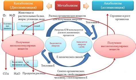 Влияние питательных привычек на уровень метаболического продукта в организме