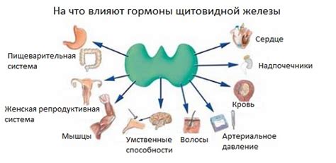 Влияние повышенного уровня гормона щитовидной железы на организм