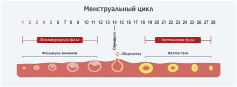 Влияние полового цикла на здоровье и нравственность улюбленного домашнего питомца: распространенные заблуждения и настоящая сущность