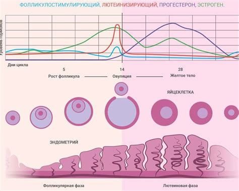 Влияние процесса овуляции на эффективность препарата: роль ключевых фаз женского цикла