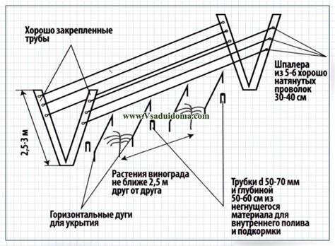 Влияние расстояния между рядами шпалеры на рост винограда