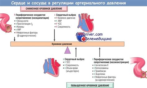 Влияние регуляции и поддержания показателей кровяного давления на состояние организма