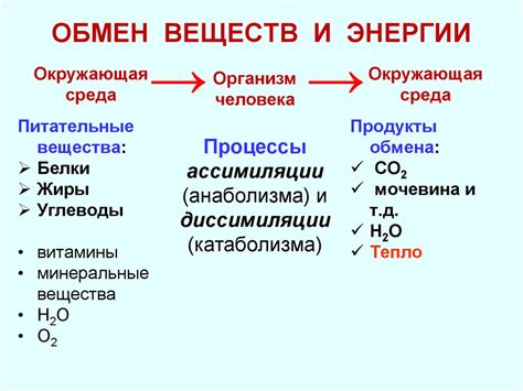 Влияние режима питания на обмен веществ и баланс энергии