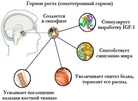 Влияние сна на уровень гормона роста