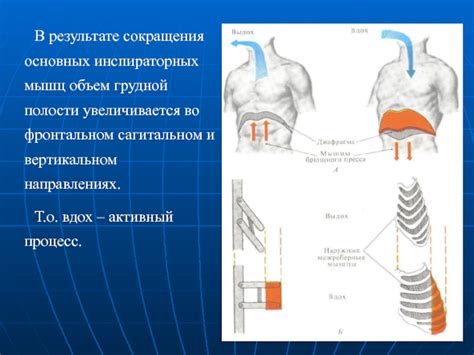 Влияние сокращения брюшной полости на активность дыхательной системы