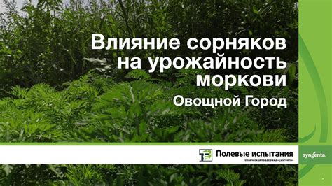 Влияние сорняков на успешность следующего посева: проблемы и решения