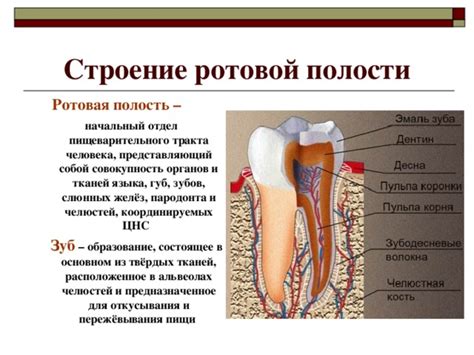 Влияние состояния верхней полости рта на общее состояние организма