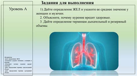 Влияние старения на емкость легких и объем дыхания