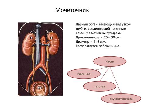 Влияние структуры эпителия мочевой системы на здоровье человека