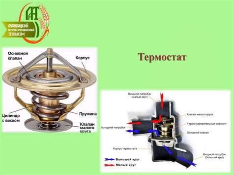 Влияние температурного режима на успешное размещение чеснока