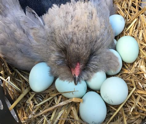 Влияние условий содержания на оттенок яйца у кур