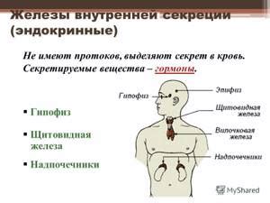 Влияние функционирования внутренней железы на процесс приспособления к тренировке