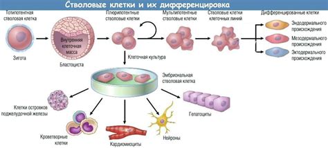 Влияние химиотерапии на стволовые клетки и их восстановление