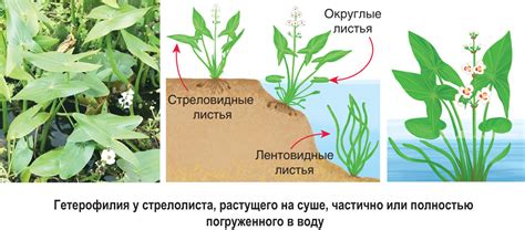 Влияющие на формирование ствола растения факторы