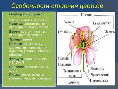 Внешние особенности и структура древесных растений